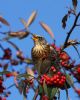 Fieldfare at Oakengrange Drive, Southend (Mike Bailey) (68721 bytes)